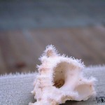 Frosty the Sea Shell