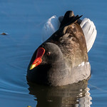 Love is in the Air for This Gallinule