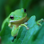 friendly frog on flickr