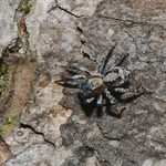 Jumping Spider Naphrys pulex_4473