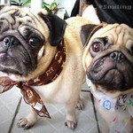 *SMILING PUG* - HAPPY VALENTINE'S DAY, FROM THE SWEETHEART PUG, MEL C & BUGBABY *-*