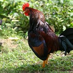 Crowing rooster