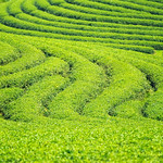 Backgroung and texture for green tea farm