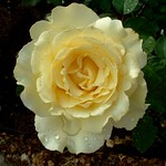 "The Yellow Rose Of Texas"