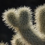 Cholla Cactus
