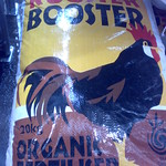 Rooster Booster!
