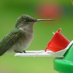 Humming Bird
