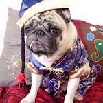 *SMILING PUG* - 恭喜发财! Gong Xi Fa Cai! , HAPPY CHINESE NEW YEAR, PUG CHINADOLL MODEL BY BUGBABY *-*