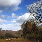 SHEEP01 "out to pasture"