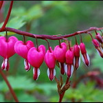 Bleeding Hearts