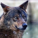 Iberian Wolf