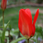 Red Tulip 9