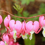 Bleeding Hearts