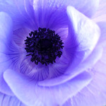 Anemone