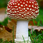 Fly Agaric (Amanita Muscara) - IMG_7677
