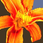tiger lily