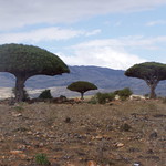 Socotra Dragon Trees (Dracaena cinnabari), Diksam Plateau
