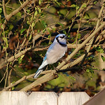 Blue Jay