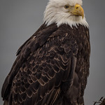 Regal Eagle