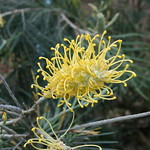 Grevillea