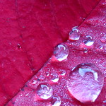 Jewels on Scarlet Canvas