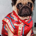 *SMILING PUG* - 恭喜发财! Gong Xi Fa Cai! , HAPPY CHINESE NEW YEAR, LUCKY PUG FOR LUCKY YEAR //MEL C *-*