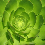 For the Love of Green