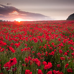 Dorset Poppies