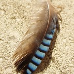 Jay feather