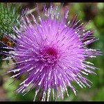 Explosion of Thistle