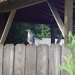 Juvenile Western Scrub Jay