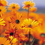 orange daisies