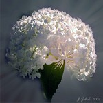 Hydrangea Blossom
