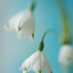 LEUCOJUM (snowflake)