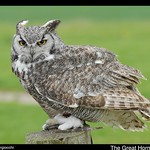 Great Horned Owl-1.jpg