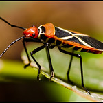 Cotton Stainers