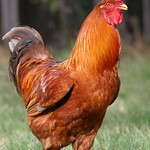 Behold, the Canon L 70-200 IS f/2.8 zoom lens