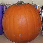 First Pumpkin in Deutschland