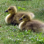 Mom says we're the cutest!