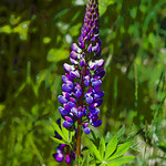 Eastport Wild Flower