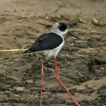 Black-winged Stilt (Himantopus himantopus) immature