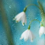 LEUCOJUM (snowflake)