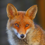 fox face