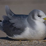 Gaivota-trid&aacute;ctila / Kittiwake