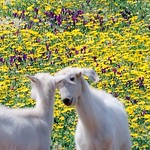 "Let me tell you a secret..."