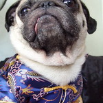 *SMILING PUG* - 恭喜发财! Gong Xi Fa Cai! , HAPPY CHINESE NEW YEAR, PUG CHINADOLL MODEL BY BUGBABY *-*