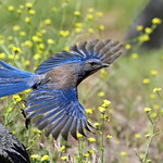 (#134) Western Scrub-Jay - Improved
