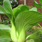 Homegrown Pak Choi