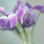 A very purple Summer