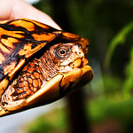 Female Eastern Box Turtle